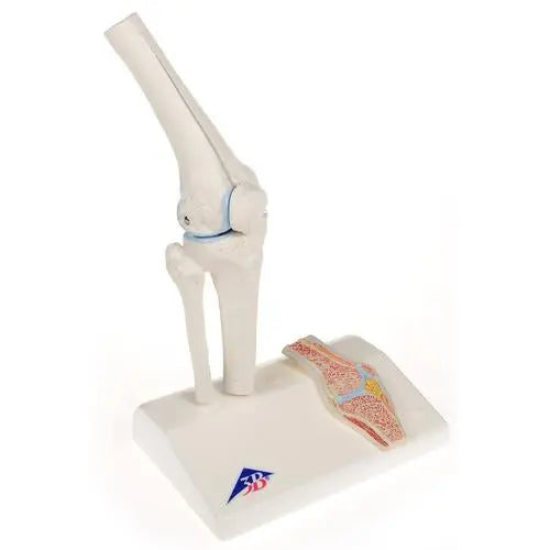 Mini-articulation du genou avec coupe transversale, sur socle - Anatomie et pathologie - My Podologie