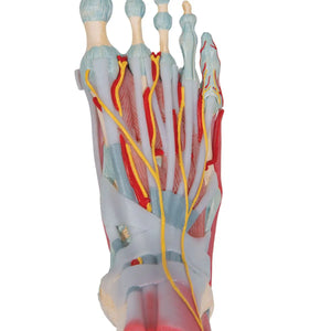 Modèle de squelette du pied avec ligaments et muscles - My Podologie