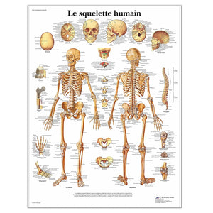 Planche anatomique - Le squelette humain - Anatomie et pathologie - My Podologie